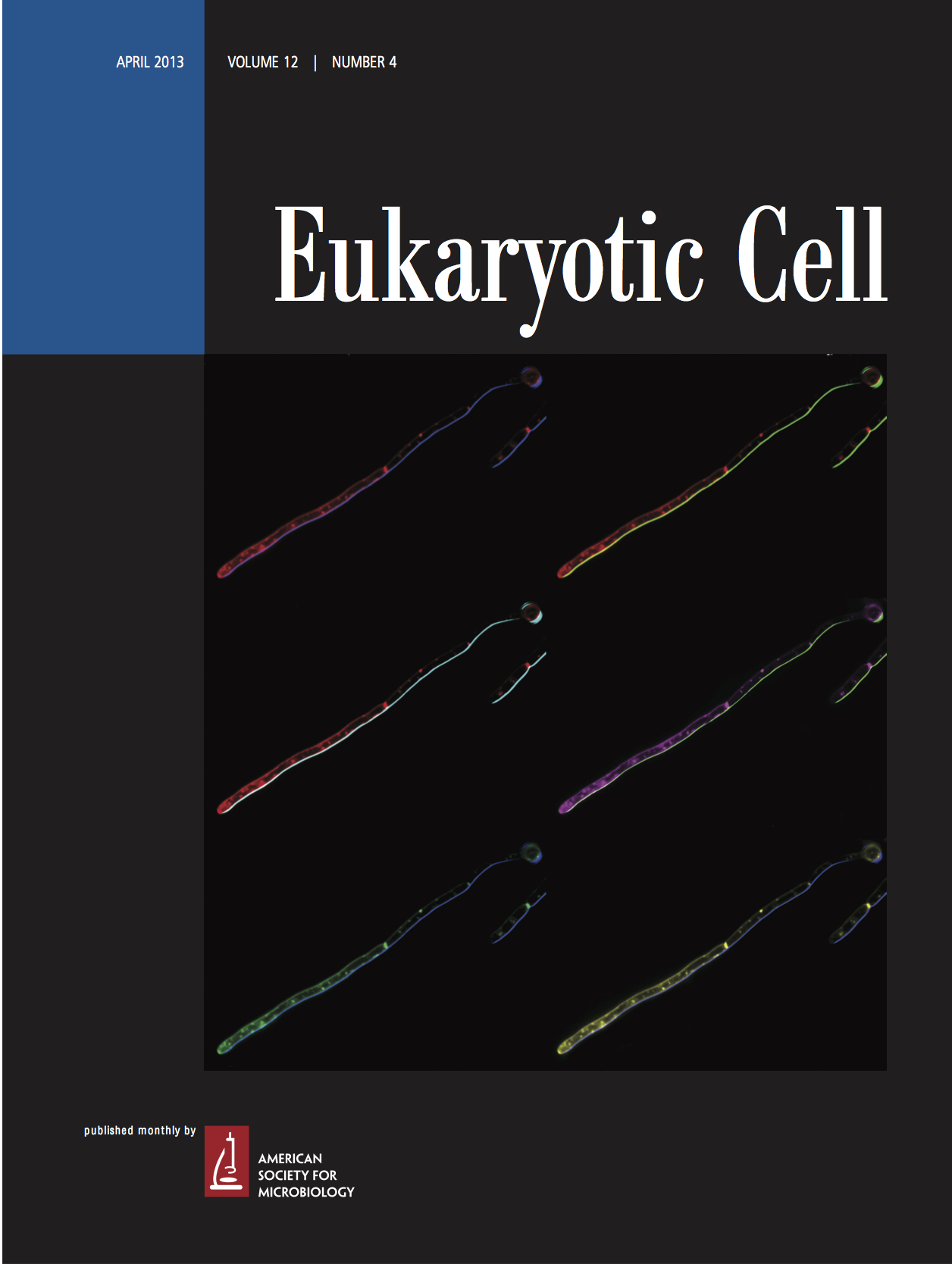 Eukaryotic Cell cover